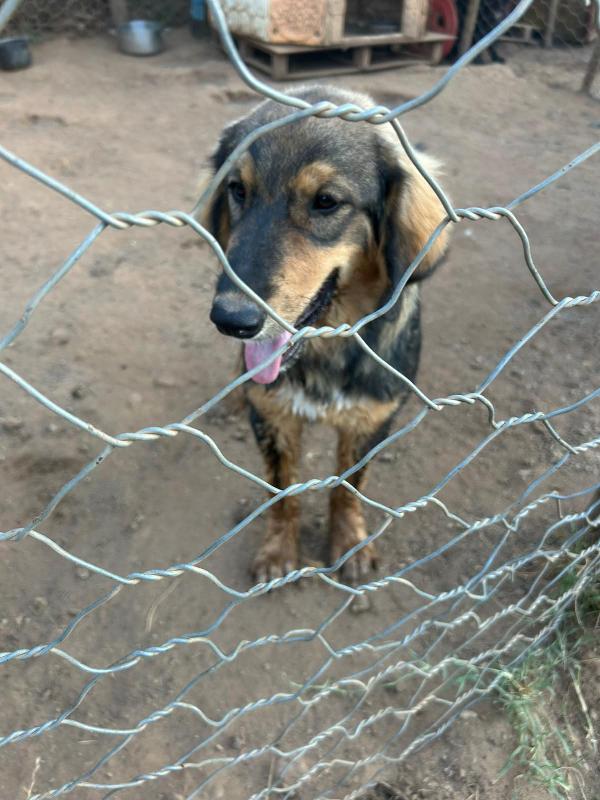 “Argo, il Cucciolo che Aspetta il Suo Lieto Fine” 🐾 Foto 7